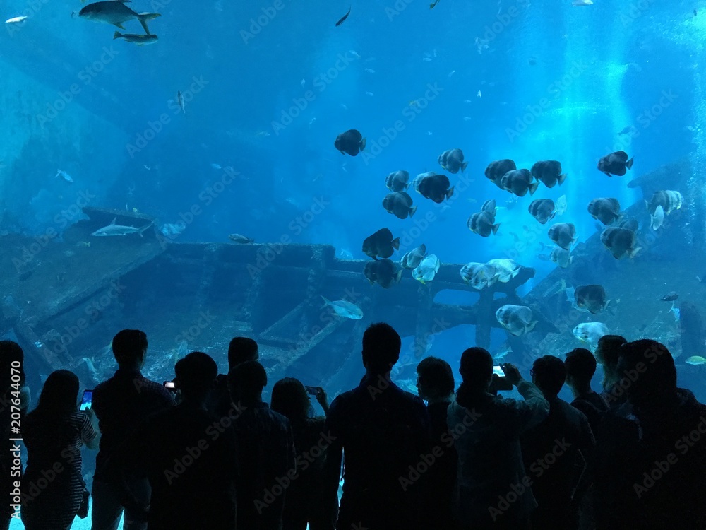 This is a photo of underwater wildlife taken in Singapore. The venue is in an aquarium in the south of the city. This is a photo of underwater wildlife taken in Singapore. The venue is in an aquarium in the south of the city.
