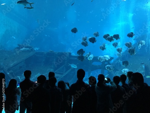 Photography This is a photo of underwater wildlife taken in Singapore