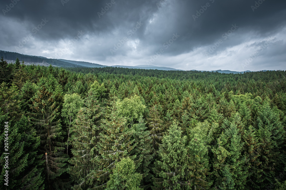 Wald im Harz, Blick zum Brocken