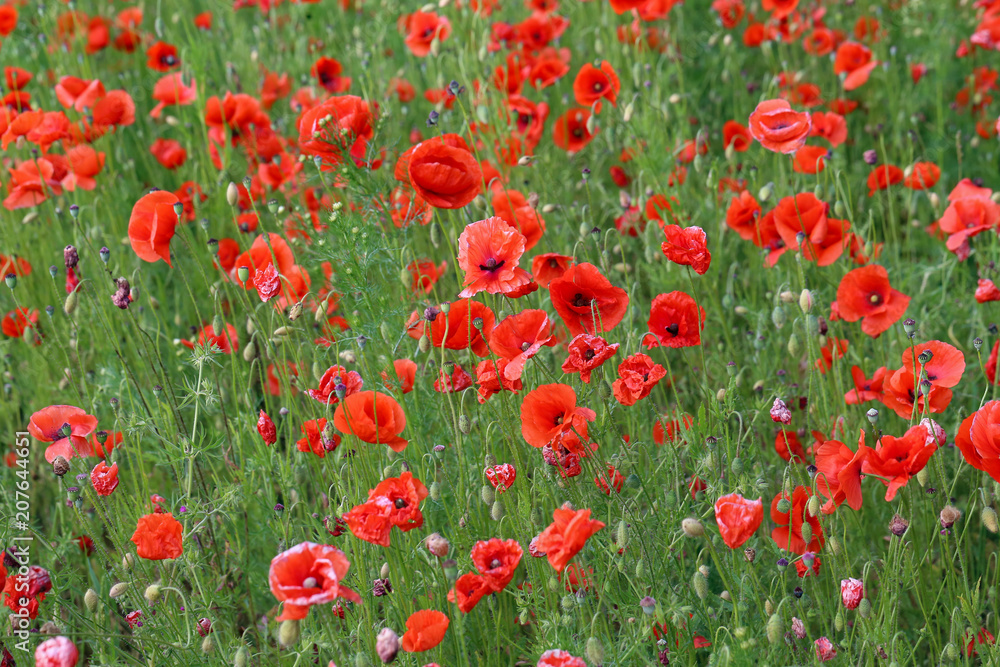 Fototapeta premium Red Poppies / Poppy Field