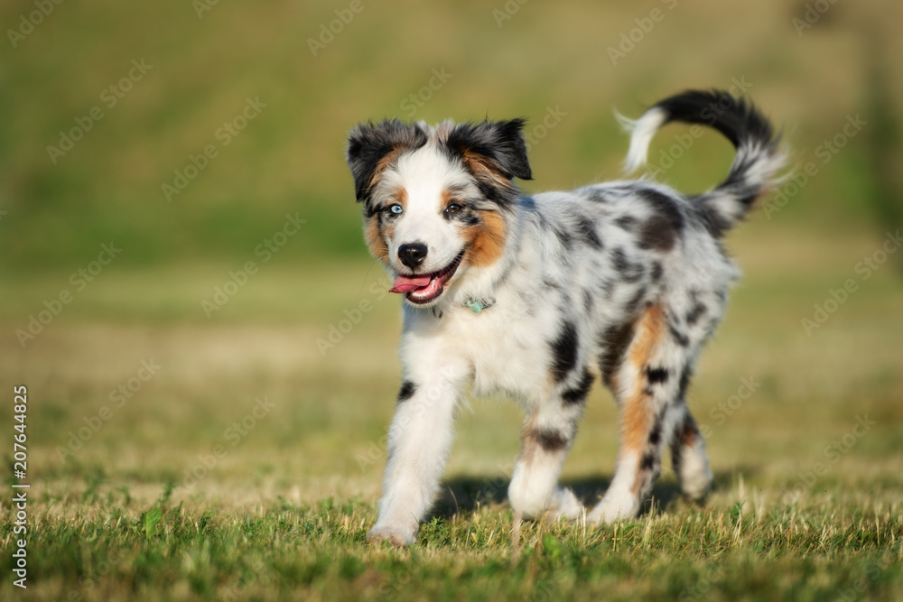 australian shepherd puppy walking outdoors australian shepherd puppy walking outdoors