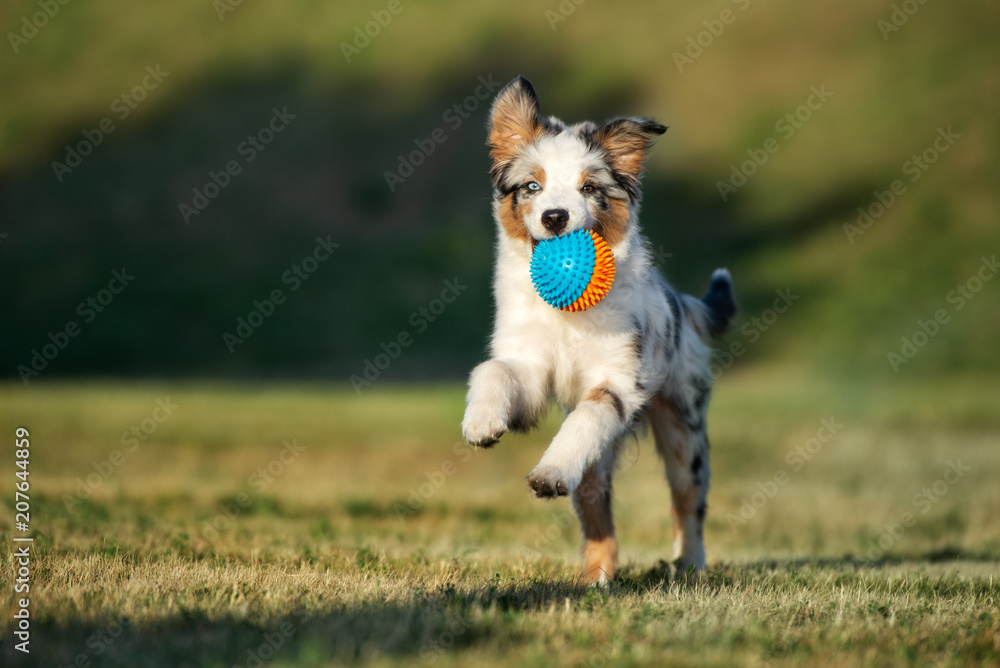 happy puppy running outdoors with a ball - obrazy, fototapety, plakaty 