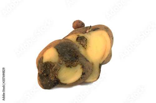 Potato diseases: Early blight . Isolated on white background photo