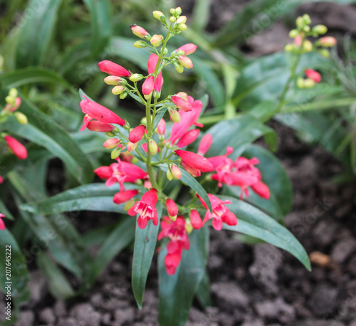 close up of Scarlet bugler flower, Beardlip penstemon photo