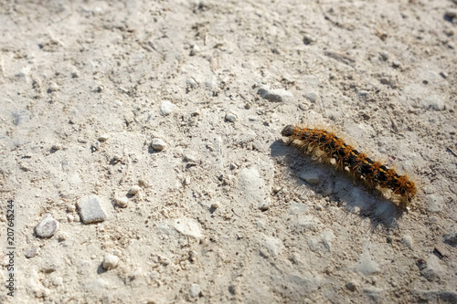 Caterpillar crawling on the ground, African mopane worm