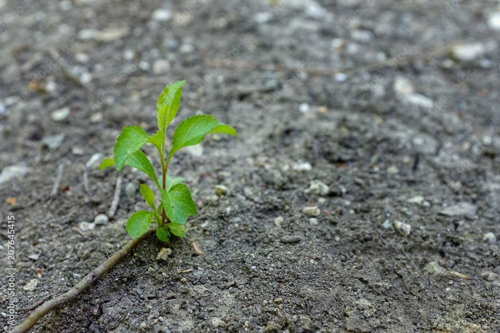 The seedling are growing from the rich soil to the morning sunlight that is shining, ecology concept. The seedling are growing from the rich soil to the morning sunlight that is shining, ecology concept.