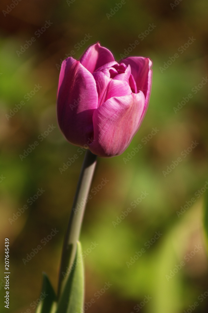 Tulip blooms in may