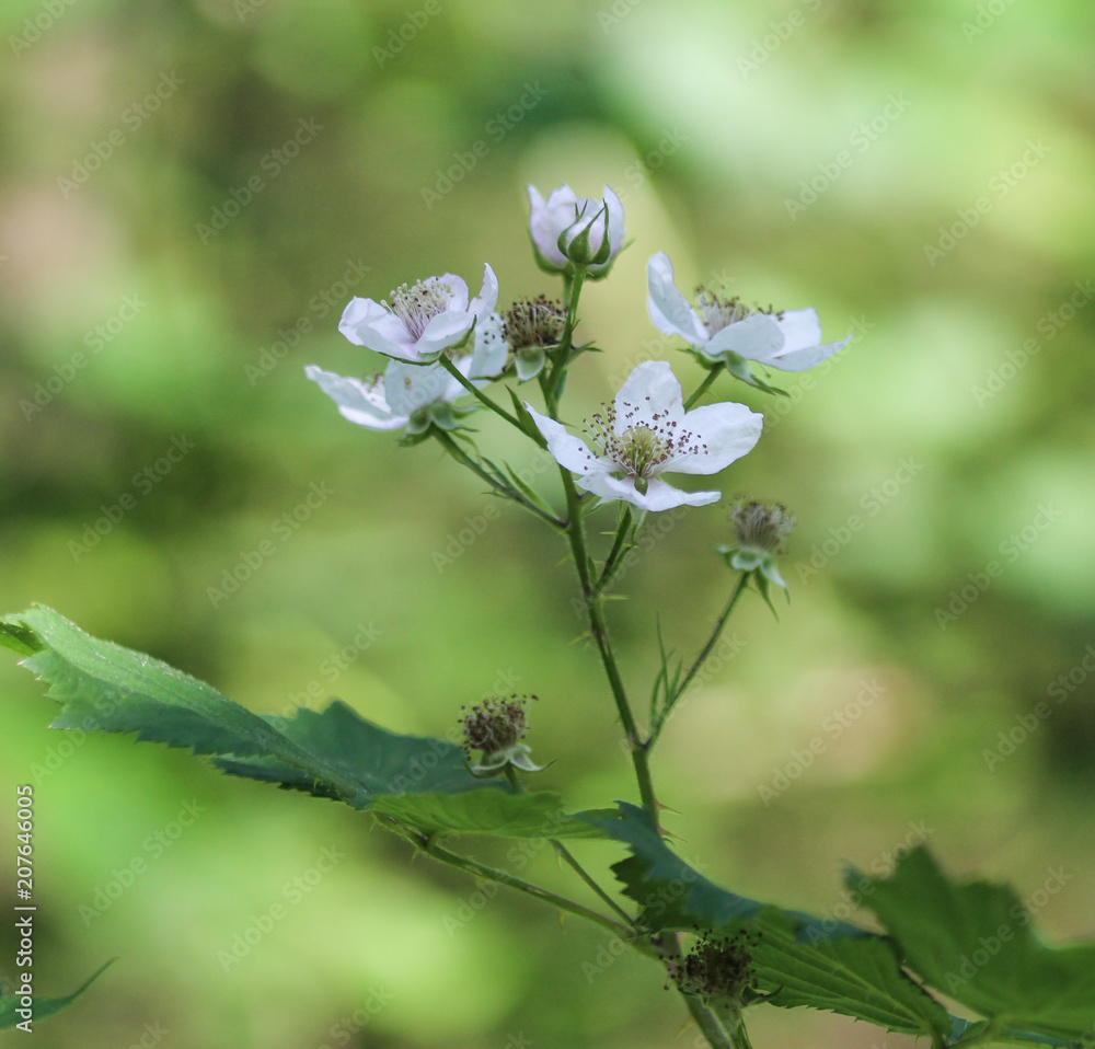 Close up of Blackberry flower, Rubus fruticosus, blooming in spring Close up of Blackberry flower, Rubus fruticosus, blooming in spring