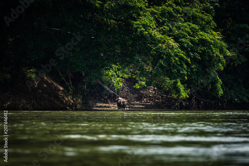 The buffalo along the Mekong River in Laos.