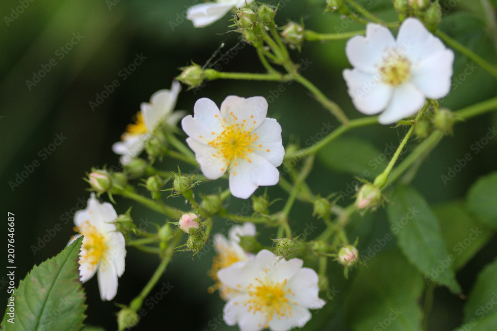 Close up of a flower of the Prunus avium, commonly called wild cherry, sweet cherry, or gean Close up of a flower of the Prunus avium, commonly called wild cherry, sweet cherry, or gean