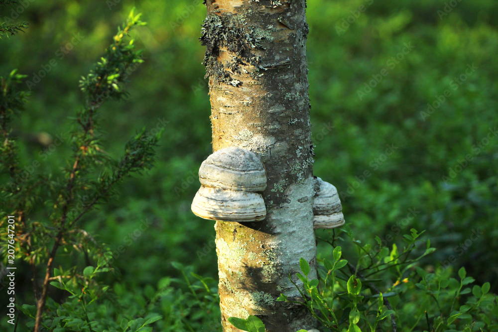 The growing mushroom on a birch. The growing mushroom on a birch.