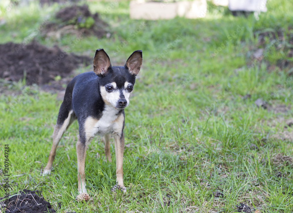 Toy-terrier for a walk