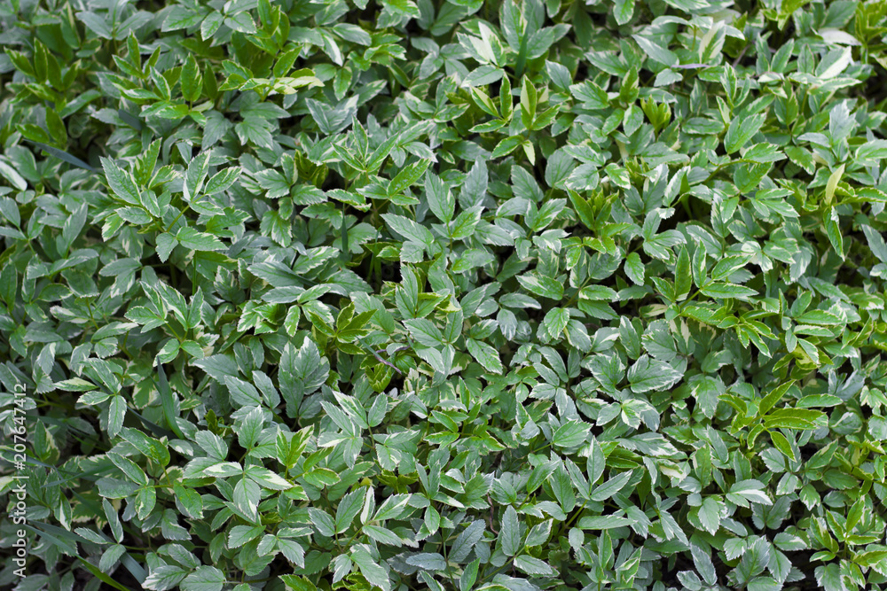 Green leaves close-up, texture, background Green leaves close-up, texture, background