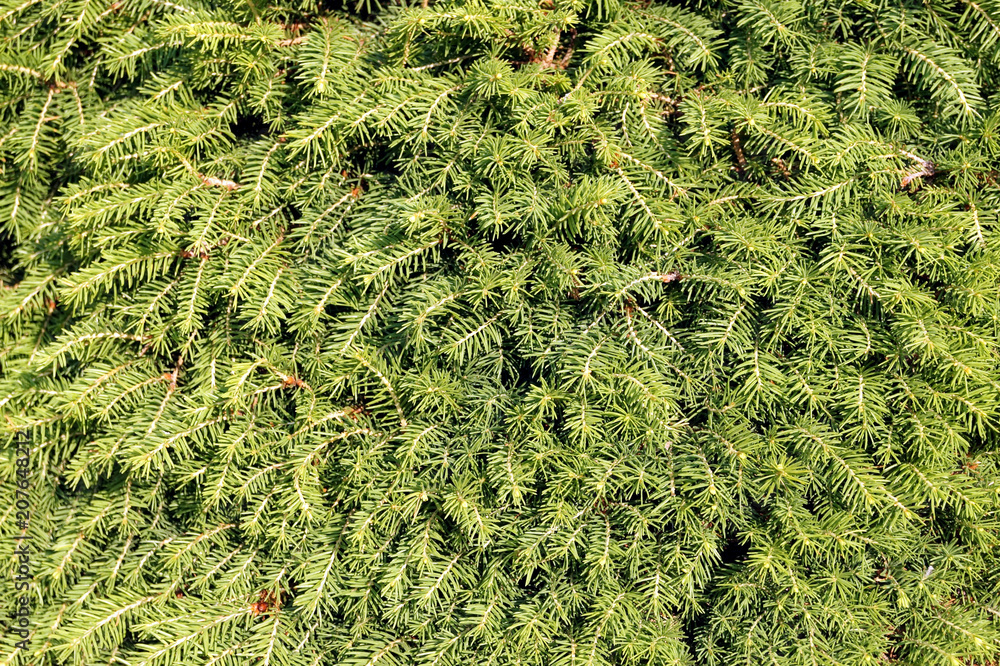Conifers, fir branches, green needle texture.