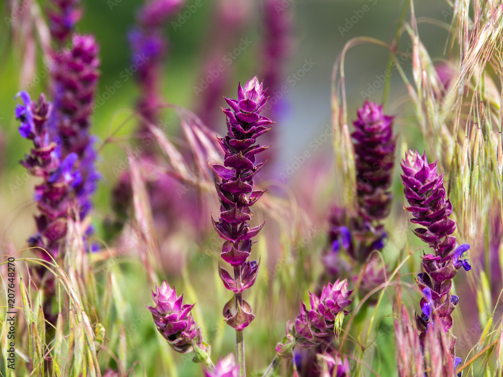 Naklejka premium Purple flowers. Salvia officinalis. Herbal plant.