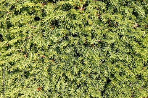 Obraz na płótnie Conifers, fir branches, green needle texture. w salonie