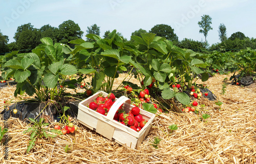 Erdbeerfeld mit Korb - Erdbeeren selber pflücken
