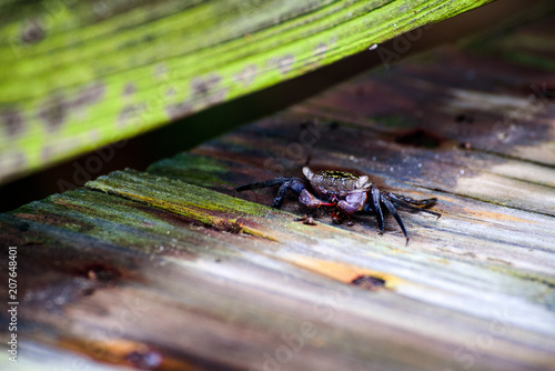 Crab with red claws