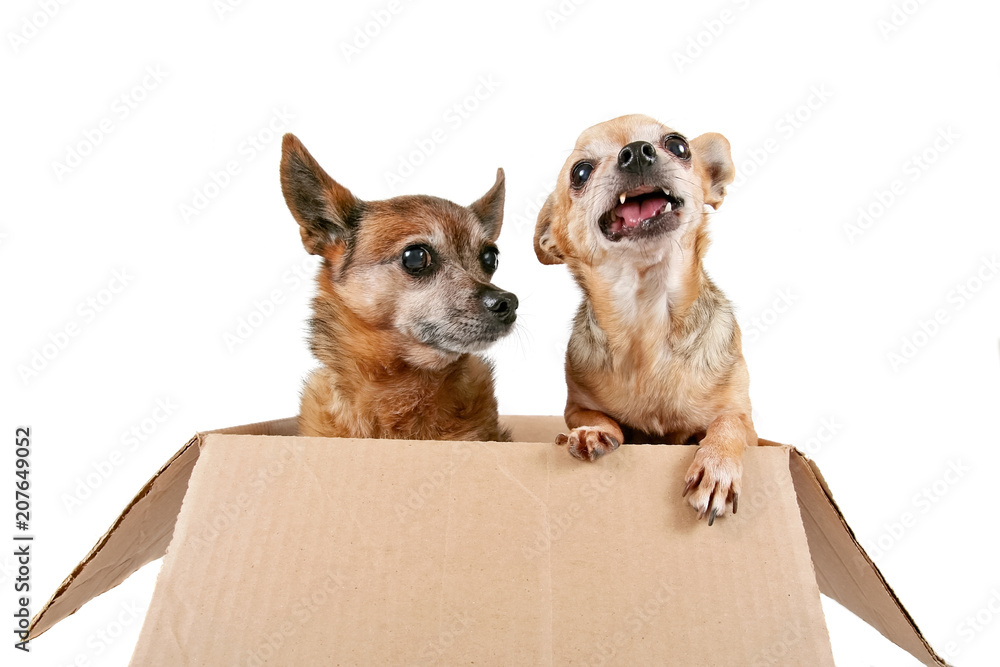 two chihuahuas in a cardboard box on an isolated white background