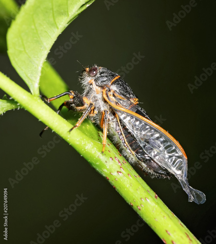 macro of a freshly emerged cicada