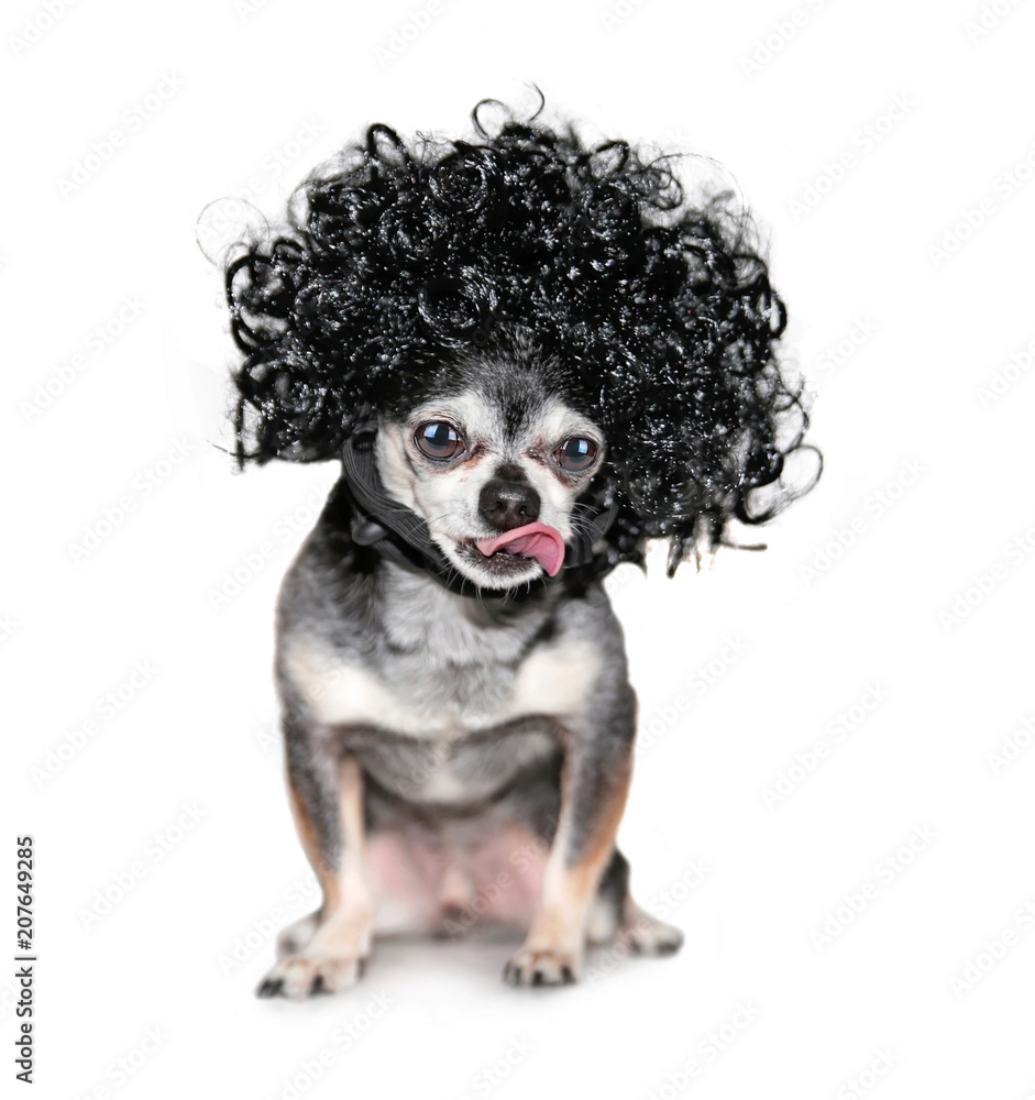 Curly hair chihuahua best sale