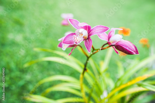 Purple orchids in botanical garden around Bali