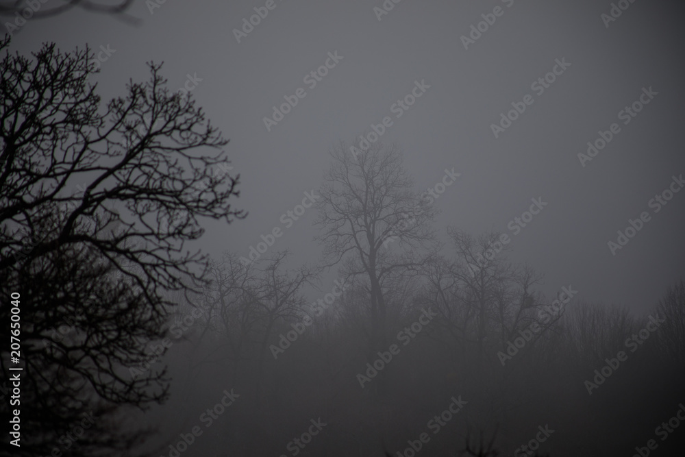 Landscape with beautiful fog in forest on hill or Trail through a mysterious winter forest with autumn leaves on the ground. Road through a winter forest. Magical atmosphere. Azerbaijan Landscape with beautiful fog in forest on hill or Trail through a mysterious winter forest with autumn leaves on the ground. Road through a winter forest. Magical atmosphere. Azerbaijan