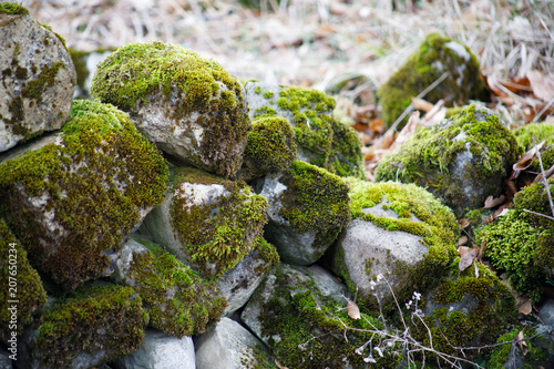 Moss-covered stone. Beautiful moss and lichen covered stone. Bright green moss Background textured in nature. Natural moss on stones in winter forest. Azerbaijan