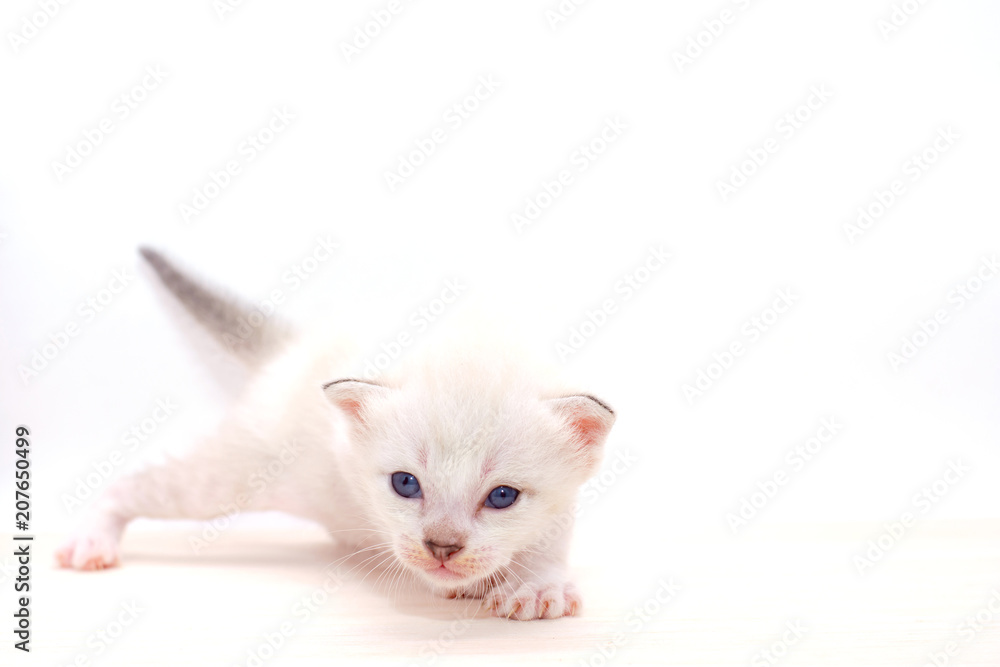 Small kitten isolated on white background.