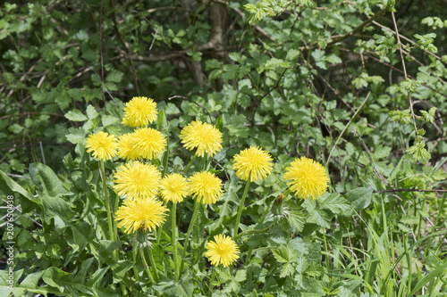 Spring - A dandelion against a background of greenery