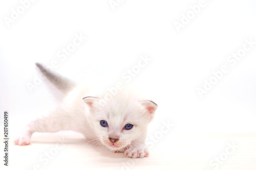 Wallpaper Mural Small kitten isolated on white background. Torontodigital.ca