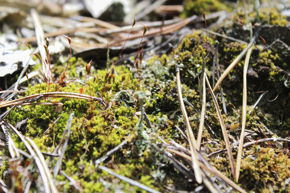 The Moss The Moss