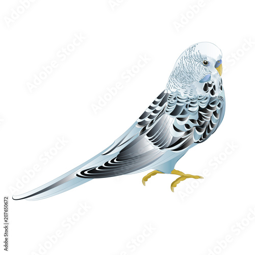 Blue pet parakeet ,Budgerigar, or budgie or shell parakeet home pet on a white background vintage vector illustration editable hand draw