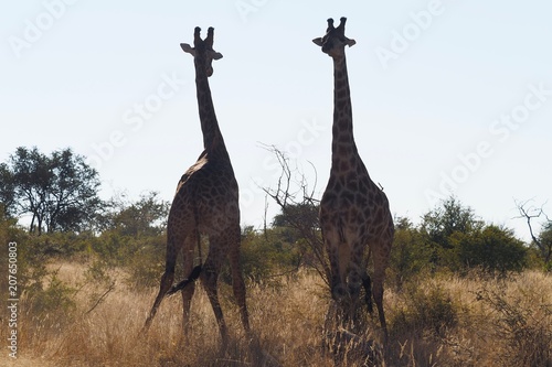 Giraffe South Africa