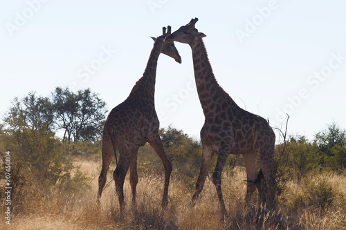 Giraffe South Africa