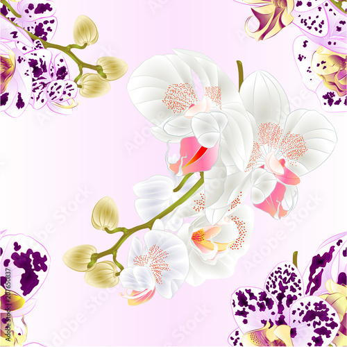 Seamless texture stems with flowers and  buds beautiful  Orchid Phalaenopsis spotted  and white   closeup  vintage  vector editable illustration hand draw