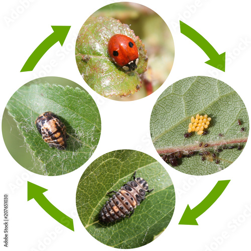 Life cycle of Two-spot ladybird or Adalia bipunctata. Stages of development from egg to adult insect