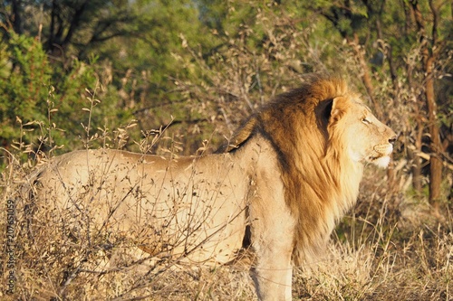 South African male lion photo