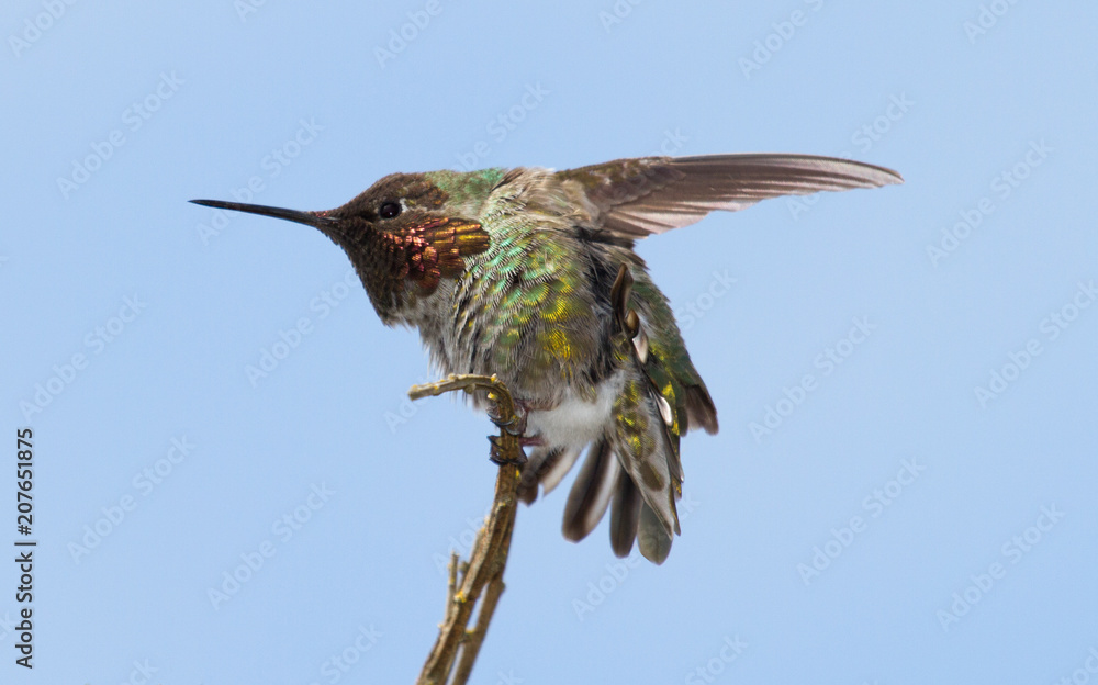 Fototapeta premium Hummingbird