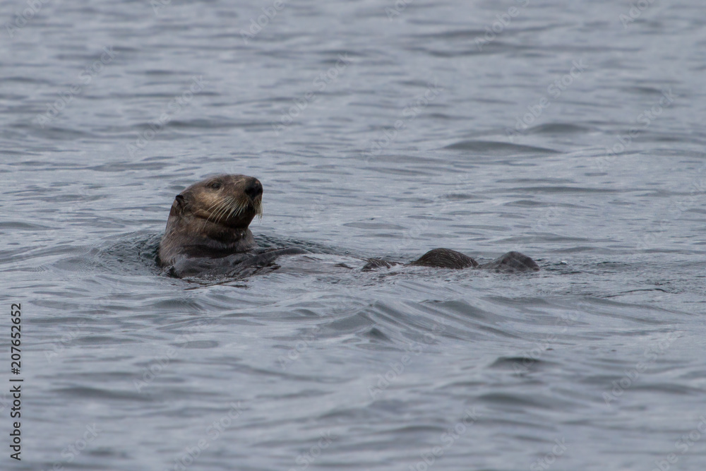 Fototapeta premium Sea Otter