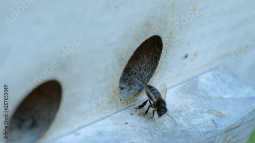 Close-up footage of honey bees flying in and out of their beehive. photo