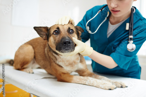 Cute shepherd dog lying on medical table while vet examining it in clinics photo