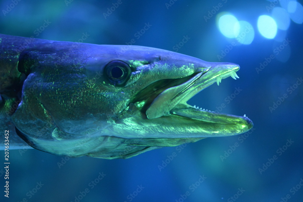 Fototapeta premium Creepy fish with sharp teeth