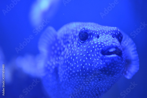 Blue tropical fish in aquarium