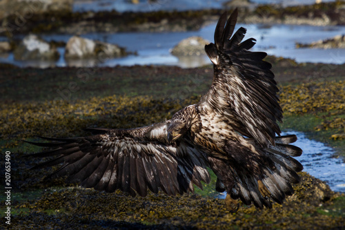 Eagle Landing
