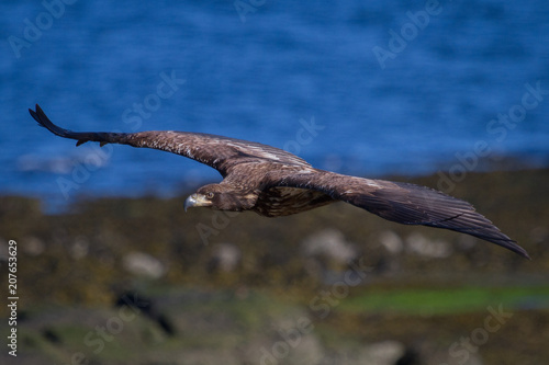 Flying Eagle