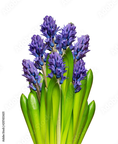 Hyacinth flowers in a bouquet