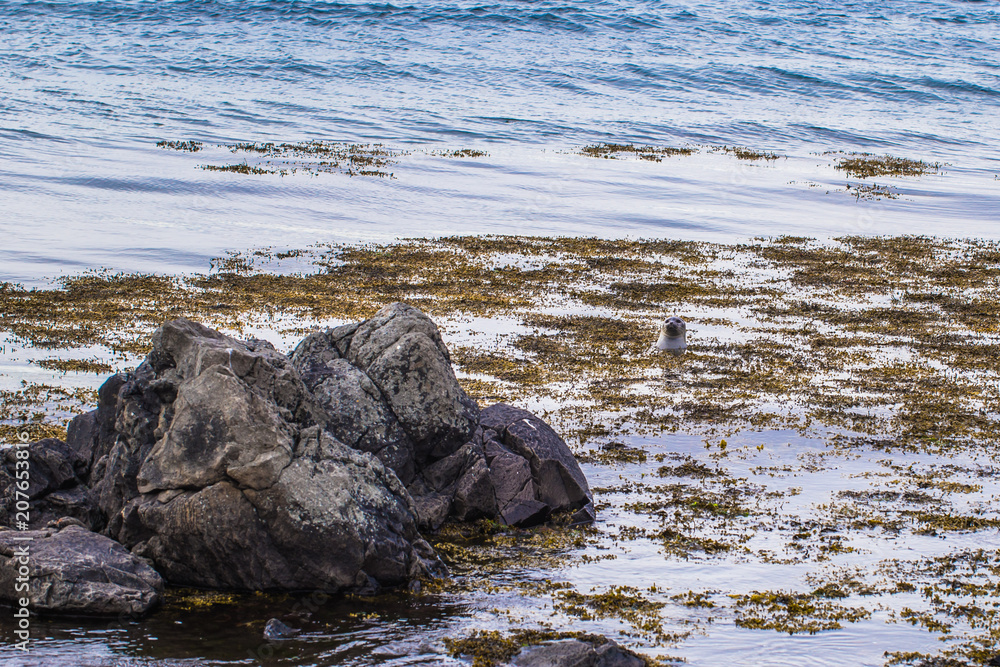 Icelandic wilderness - May 08, 2018: Seals in the wilderness of Iceland