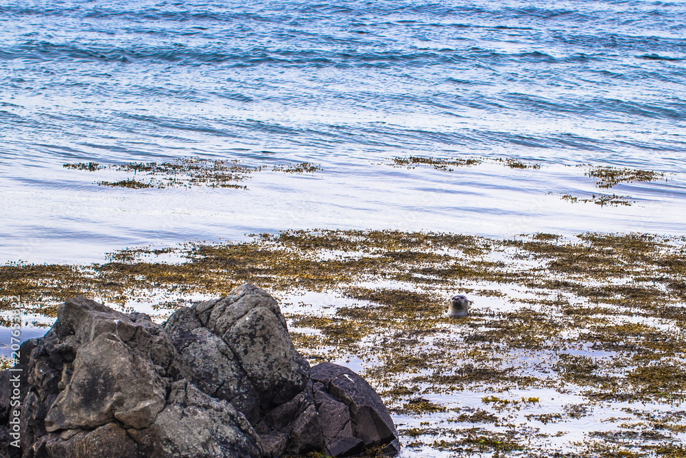 Obraz premium Icelandic wilderness - May 08, 2018: Seals in the wilderness of Iceland