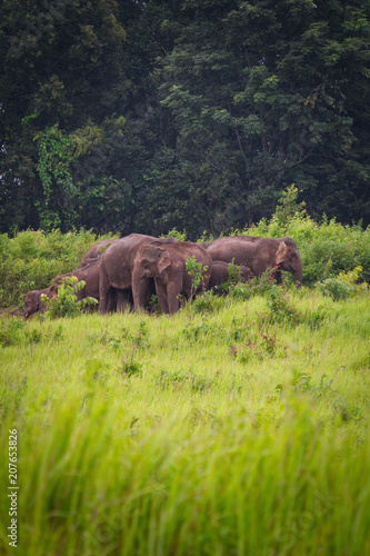 Wild Elephants
